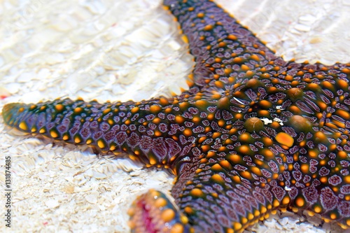 Pentaceraster Starfish on White Sand - Zanzibar