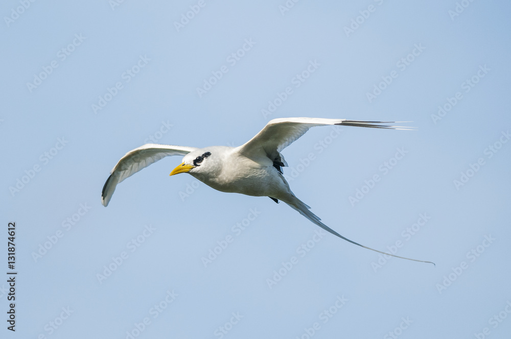 White tailed tropicbird in flight, Cousin Island, Seychelles White tailed tropicbird in flight, Cousin Island, Seychelles