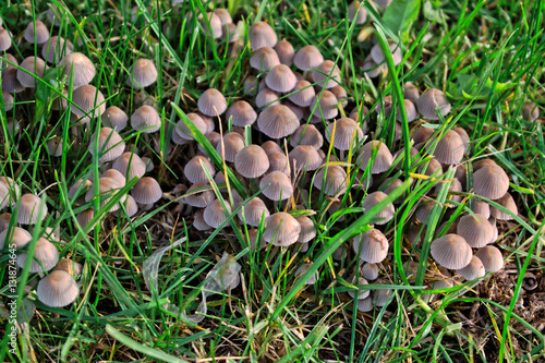 Closeup of small brown mushrooms in the grass