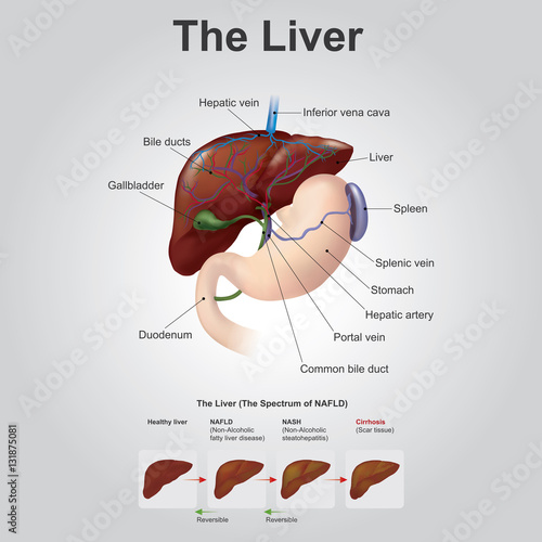 The liver is a vital organ of vertebrates and some other animals. In the human, it is located in the upper right quadrant of the abdomen, below the diaphragm.