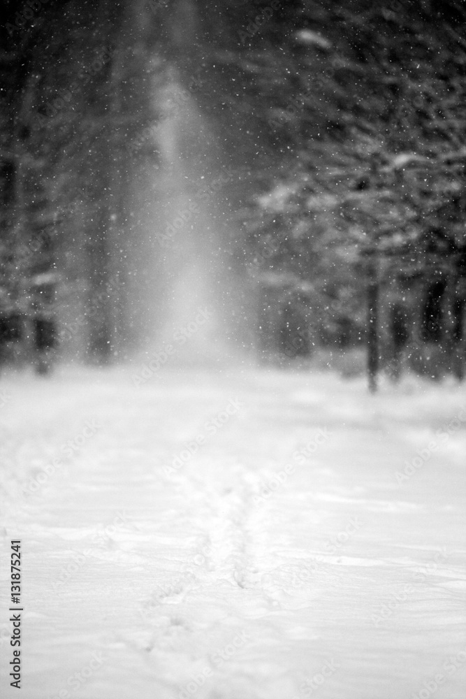 Obraz premium Winter landscape in the park