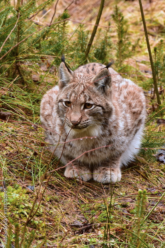 Obraz premium Eurasian lynx -Lynx lynx