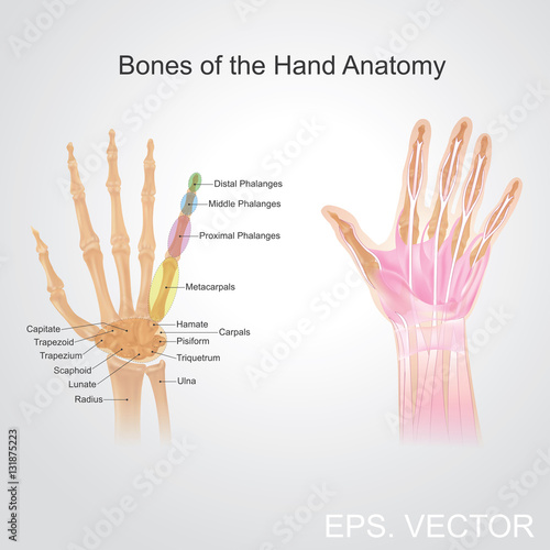 Bone of the hand anatomy.
Fingers contain some of the densest areas of nerve endings on the body, and are the richest source of tactile feedback. photo