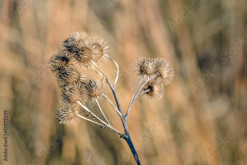 Brown withered lesser burdock stems and seedheads from close photo