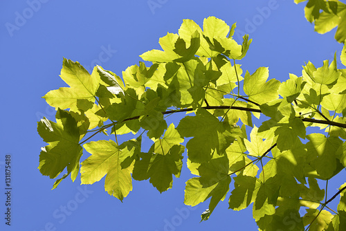 Leaves of sycamore tree (Acer pseudoplatanus) on the blue sky background