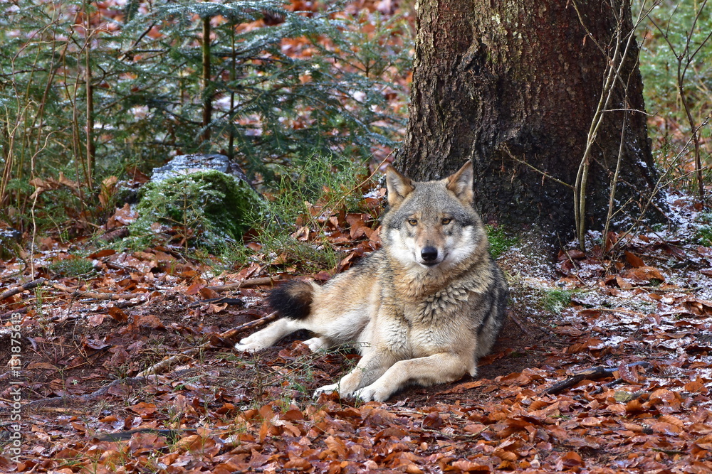 wolf in nature reserve Bavarian forest in Germany