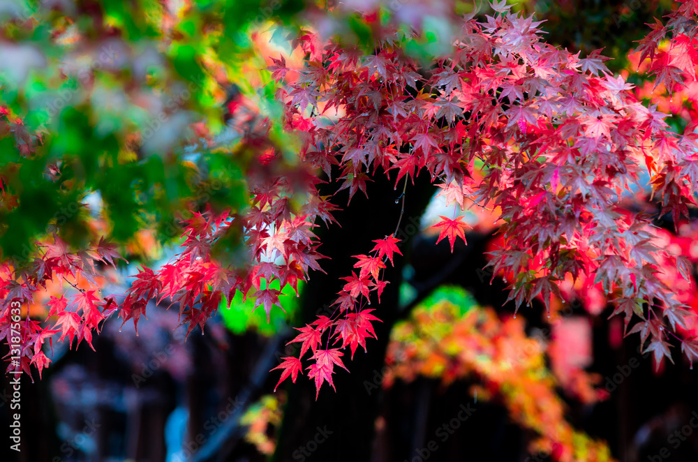 Autumn color of Kyoto, Japan Autumn color of Kyoto, Japan