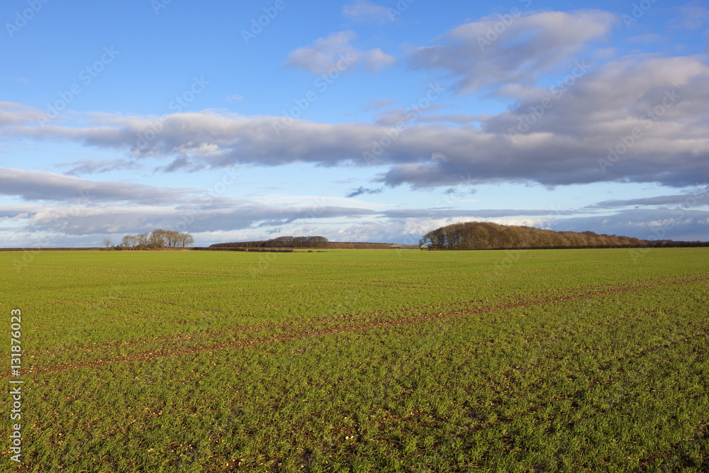 extensive wheat crops extensive wheat crops