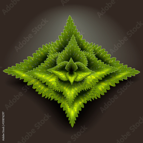 realistic nettle leaves in the inflorescence