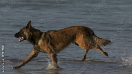 Dog running on the beach.