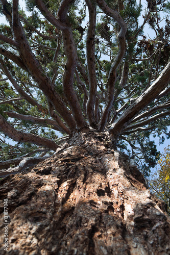 Wallpaper Mural Big Tree Torontodigital.ca