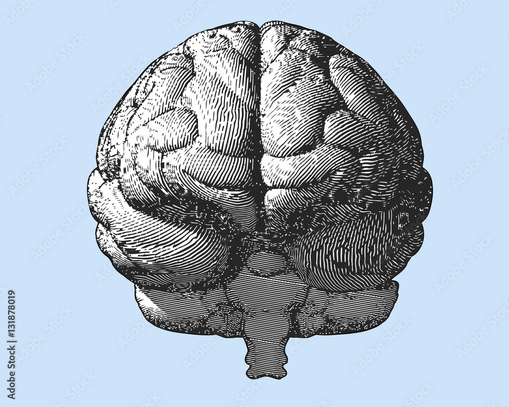 brain illustration frontal
