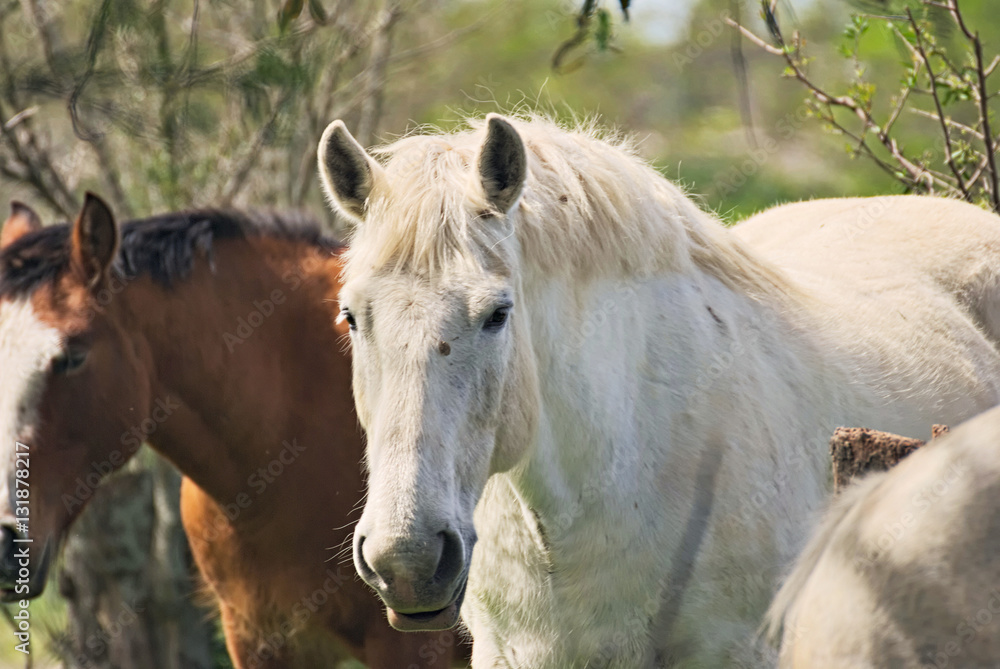 Fototapeta premium Wild horses free on a field in Argentina