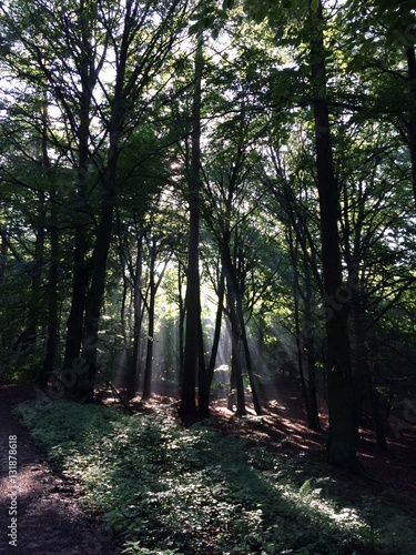 Sonnenstrahlen durch die Bäume
