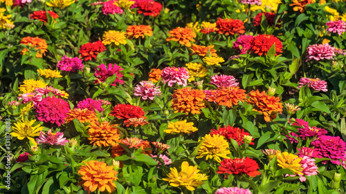 Colorful zinnias blooming flowers in the garden. Background with limited depth of field.