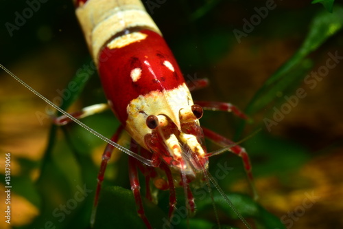 Bienengarnele Caridina logemanni - Pure red Line auf Süßwassertang photo