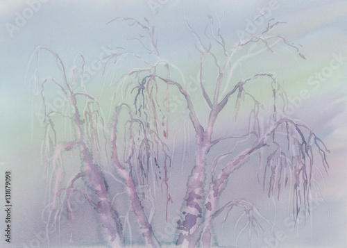 birch winter landscape
