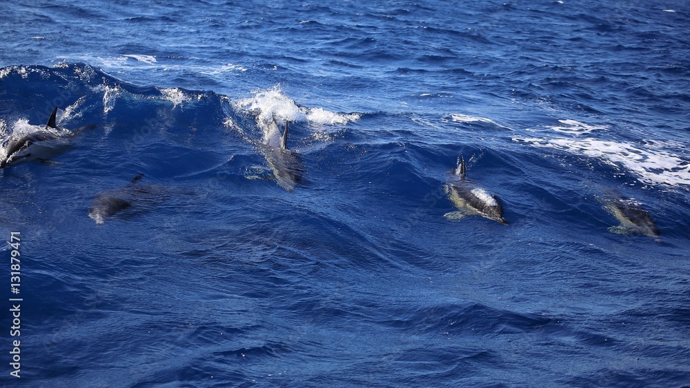 Naklejka premium Dolphins