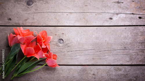 Fresh  coral tulips  on  aged  wooden background.