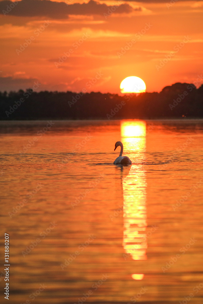 Swan on the lake in the light of the setting sun