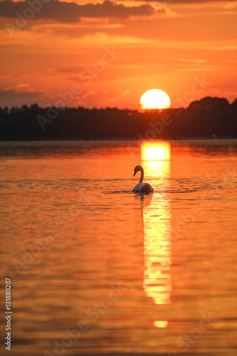 Swan on the lake in the light of the setting sun © Przemysaw