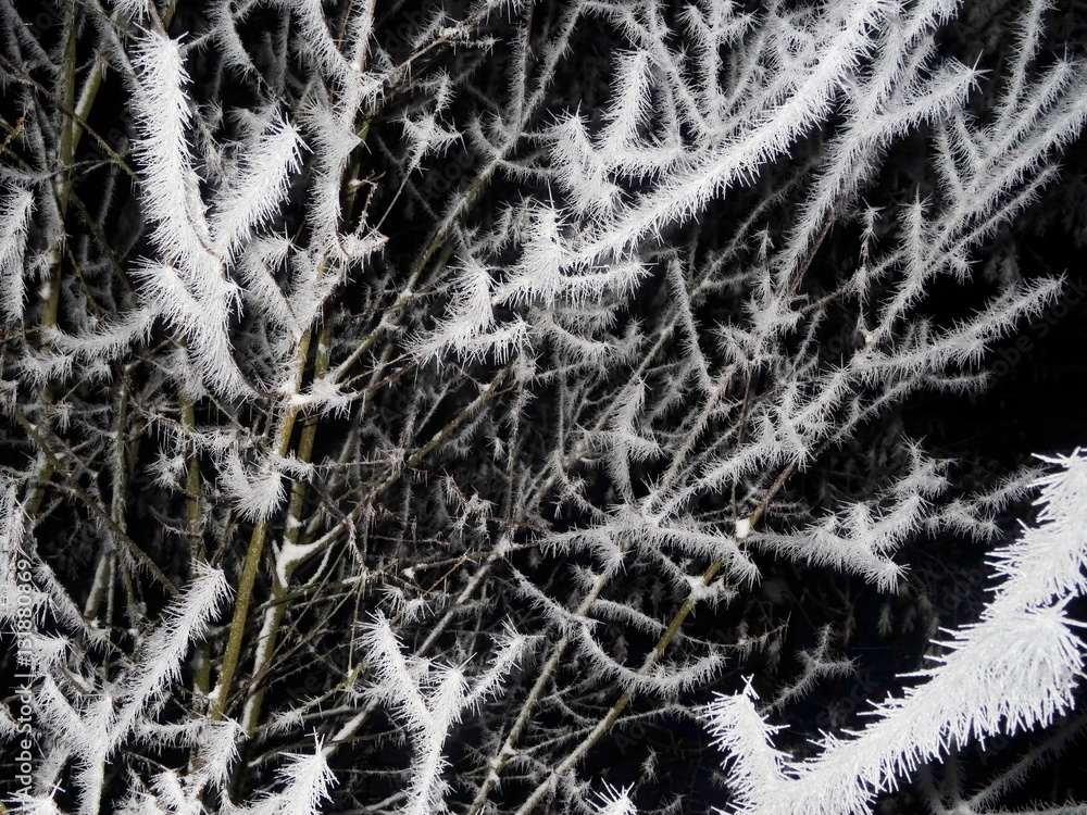 Tree covered with hoar frost close-up, hoar frost covered branch at winter forest