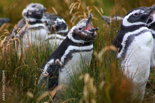 Magellan-Pinguin photo