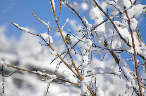 mésange en hiver © minicel73