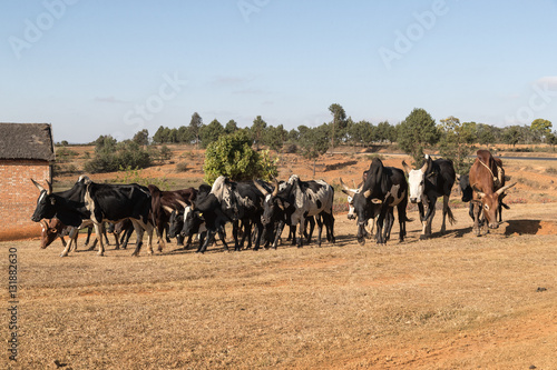 Zebu inthe fields. Madagascar, Africa. photo