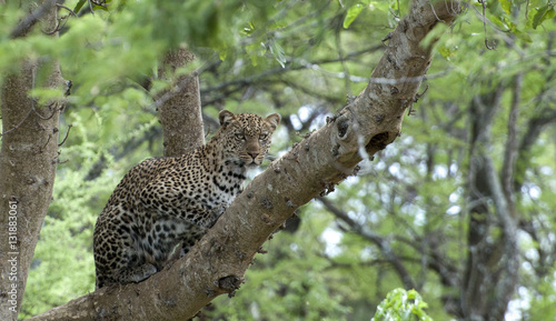 African Leopard (Panthera pardus) in a tree 