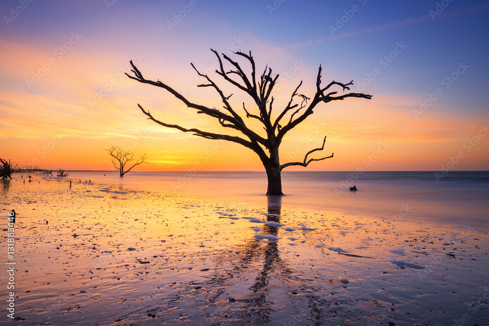 Silhouette of a tree at sunrise Silhouette of a tree at sunrise