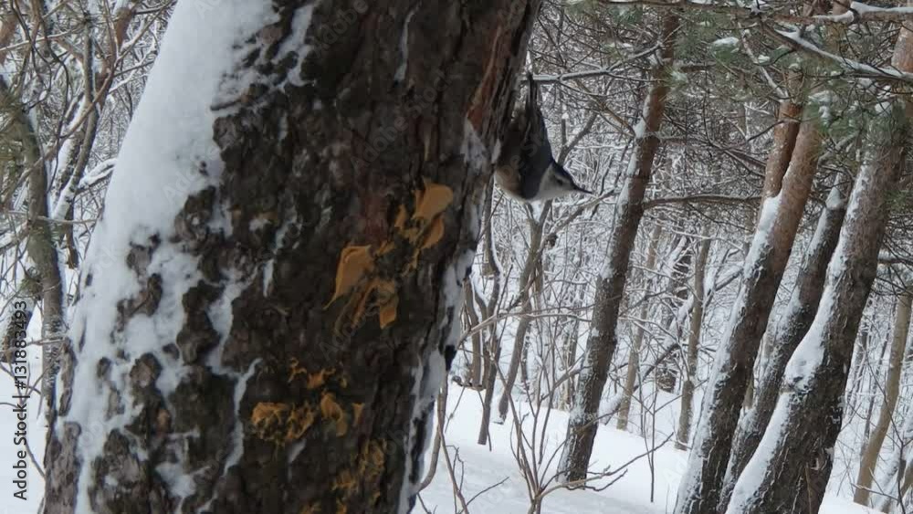 Sittelle à poitrine blanche