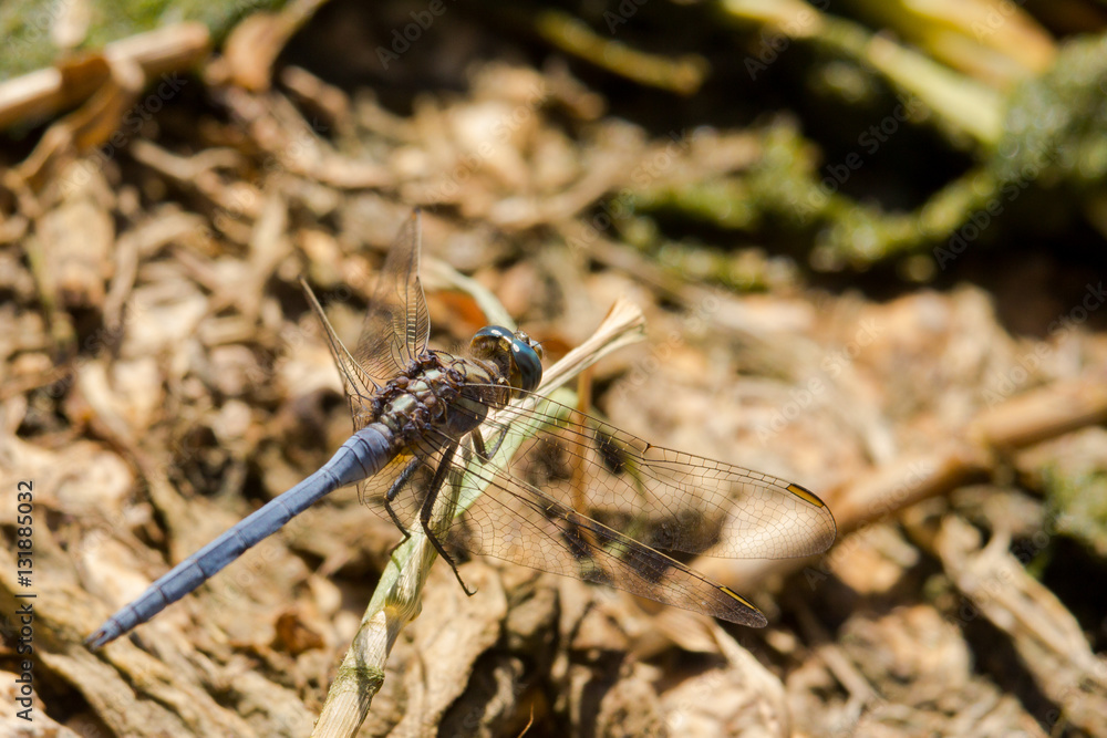Blue Dragon fly Turia Park Valencia Blue Dragon fly Turia Park Valencia