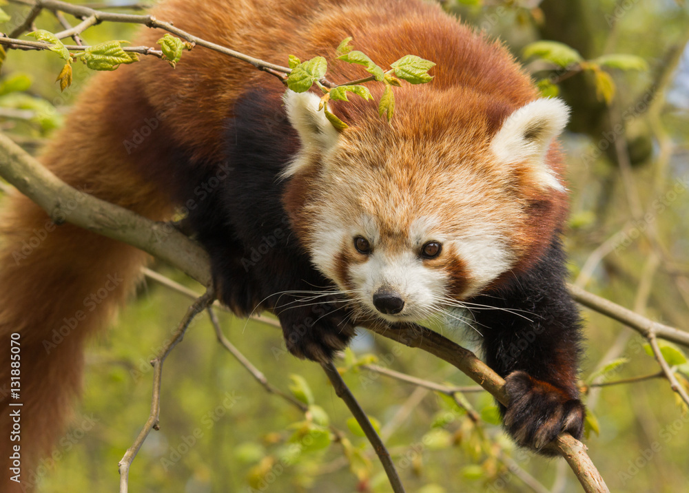 Naklejka premium Red Panda clambering Zoo Rotterdam