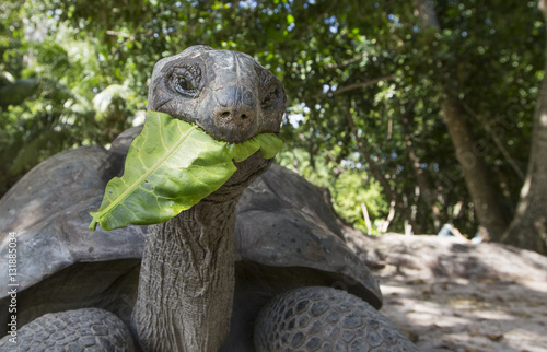 Aldabra Giant Tortoise  in Seychelles photo