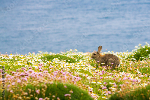 Rabbit Skomer Island Wales UK