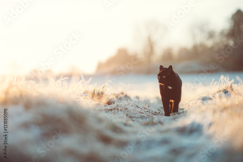 Schwarze Katze im Winter photo