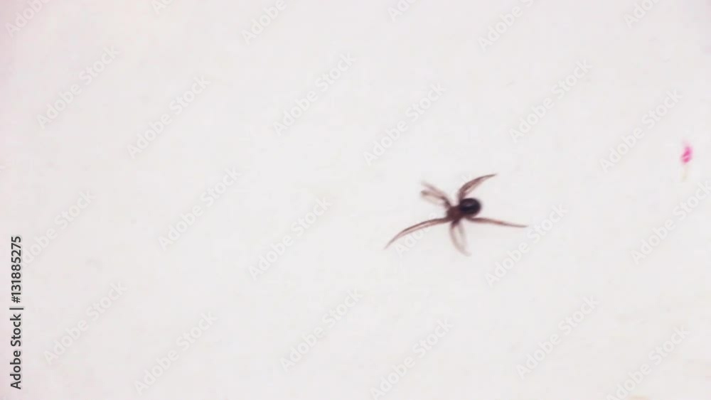Spider runs on a white surface hd Spider runs on a white surface hd
