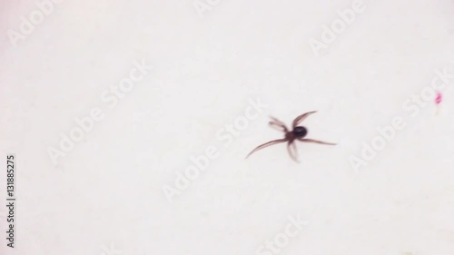 Spider runs on a white surface hd photo