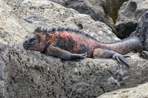 Galapagos Floreana Iguana