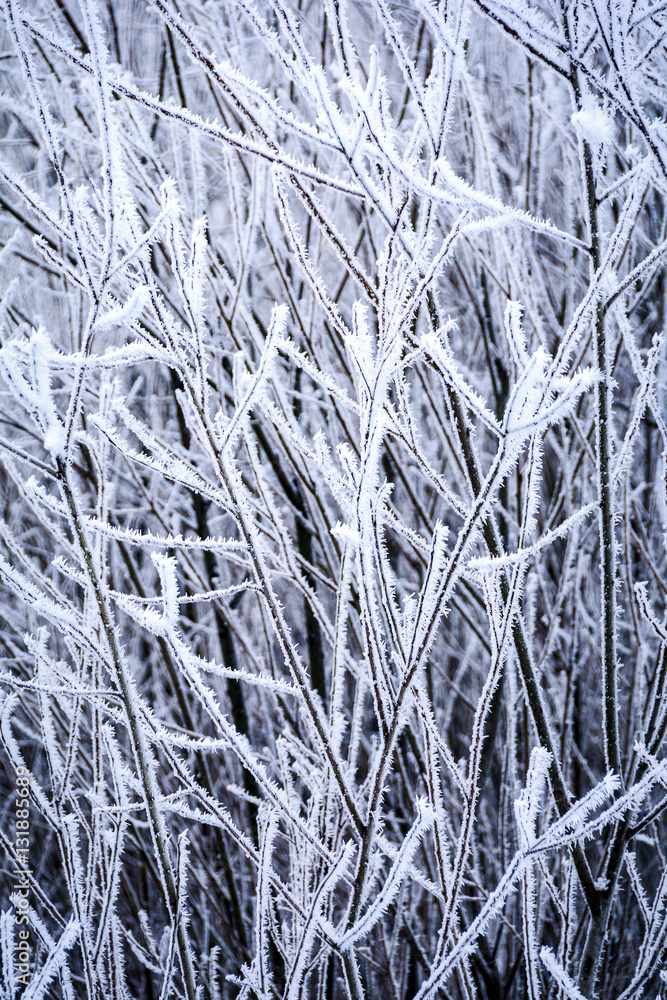 Frosty winter background with icy branches and twigs Frosty winter background with icy branches and twigs