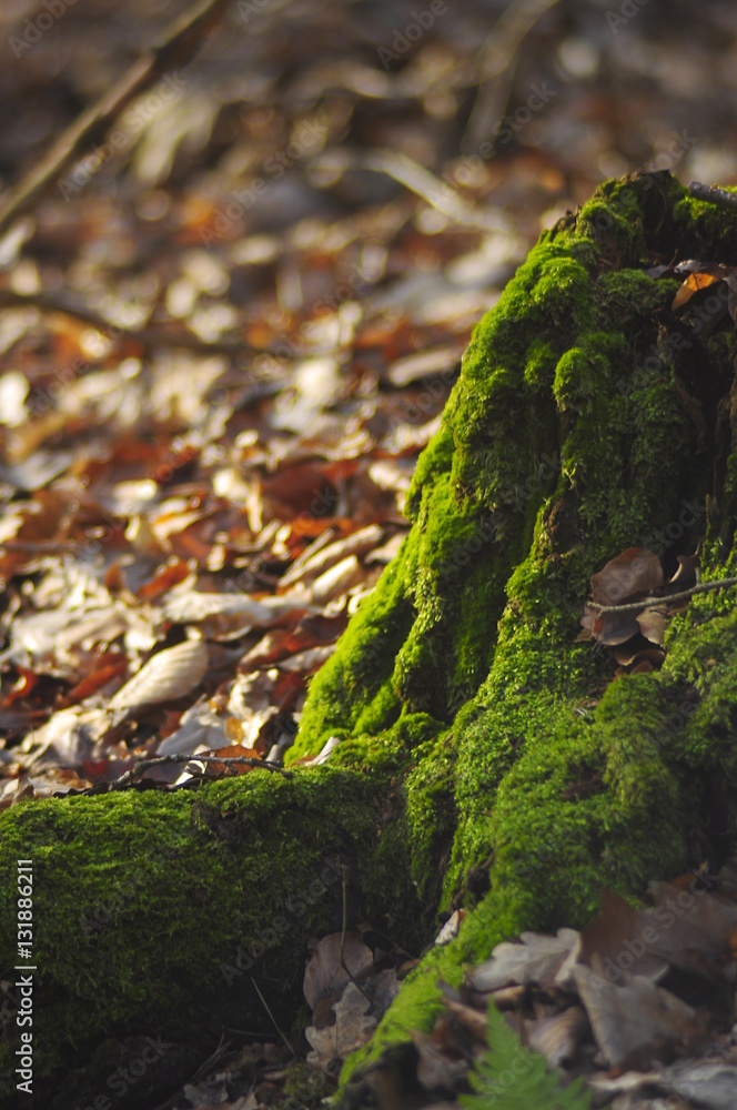 moss moss