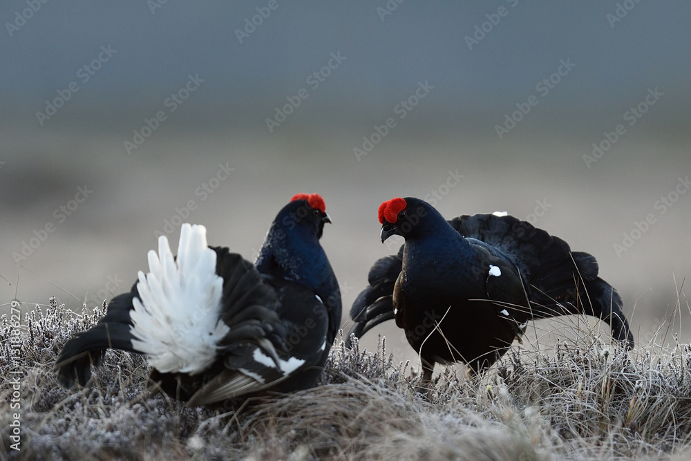 Black grouse (Tetrao tetrix) game in spring. Nordic nature. Bird game. Black grouse (Tetrao tetrix) game in spring. Nordic nature. Bird game.