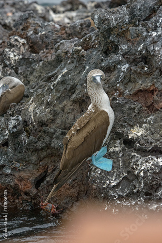 Galapagos Isabela Bluefooted Booby photo