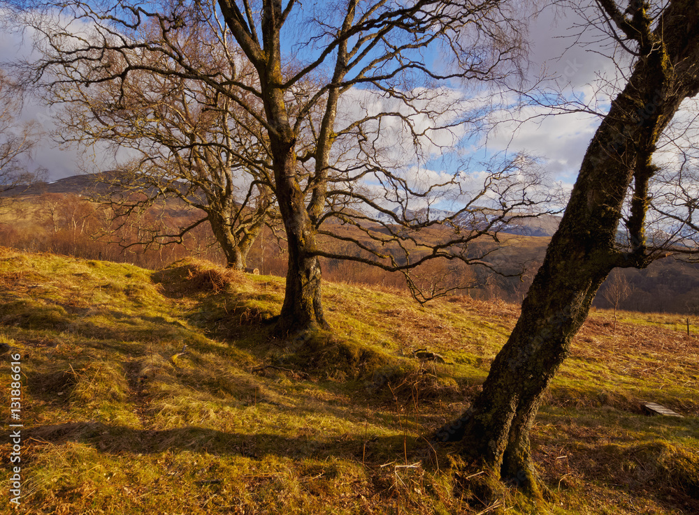 UK, Scotland, Highlands, Forest of the Roy Bridge. UK, Scotland, Highlands, Forest of the Roy Bridge.