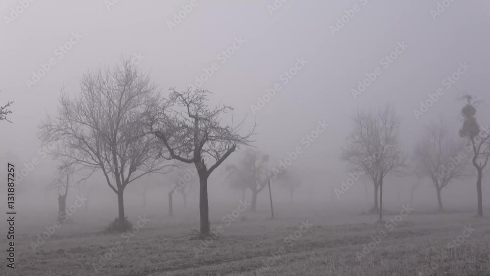 Streuobstbiotop - Apfelbäume im Nebel - Schwenk - Winter - 4k Streuobstbiotop - Apfelbäume im Nebel - Schwenk - Winter - 4k