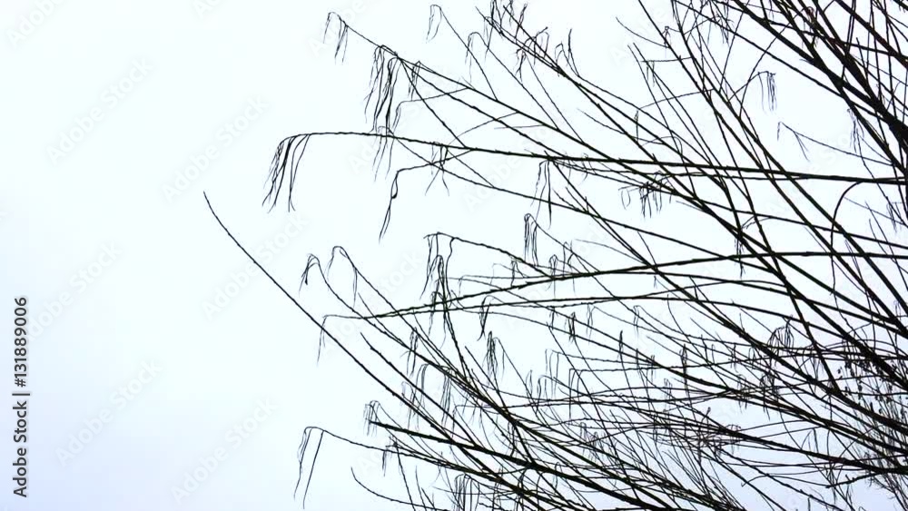This video is about naked tree branches in winter This video is about naked tree branches in winter