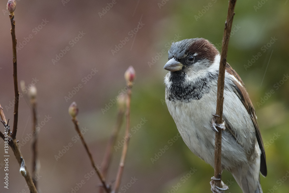 Obraz premium Sparrow in the rain