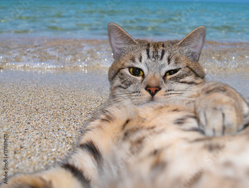 Cat makes selfie lying on the sand on a beach