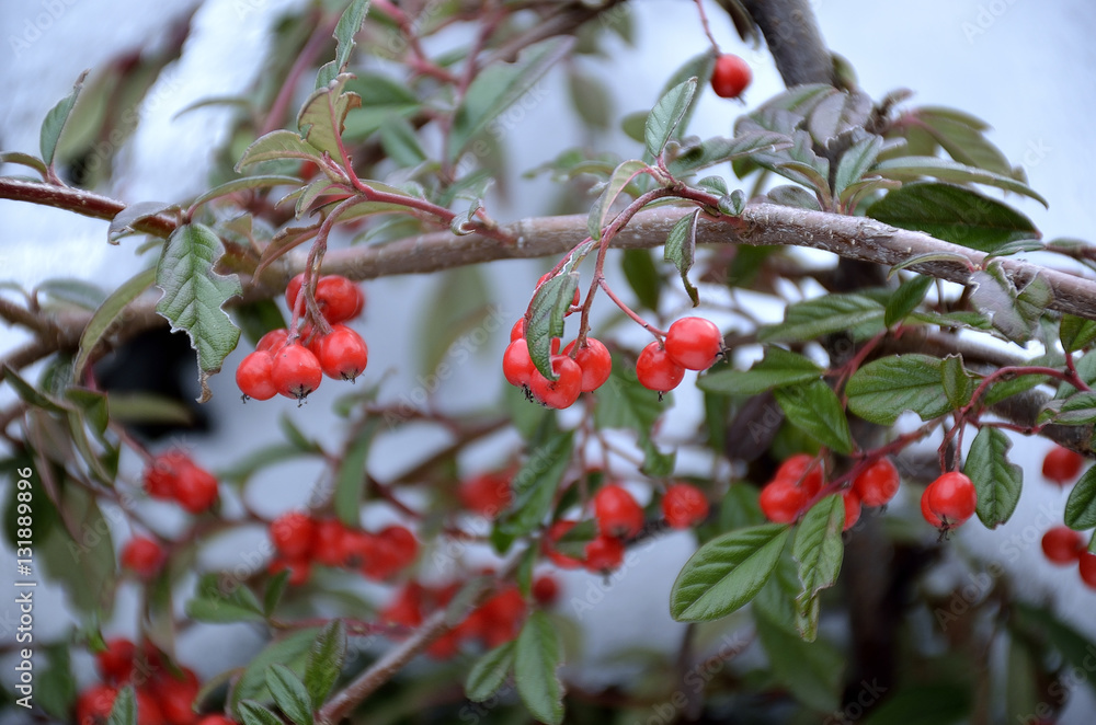 bacche rosse